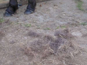 I am thinking of making a horse hair cushion!